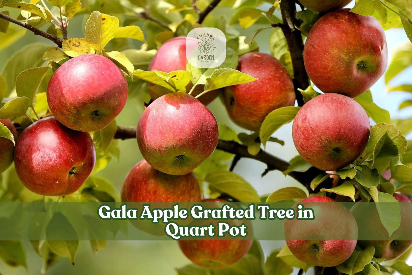 Gala Apple Grafted Tree in Quart Pot | Malus domestica | Live Fruit Tree for Garden, Orchard, Backyard