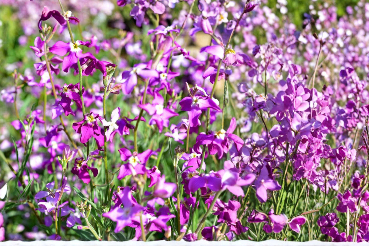 Evening Scented Stock Seeds – Matthiola bicornis Annual Flower Mix in Pink and Purple for Fragrant Garden Blooms