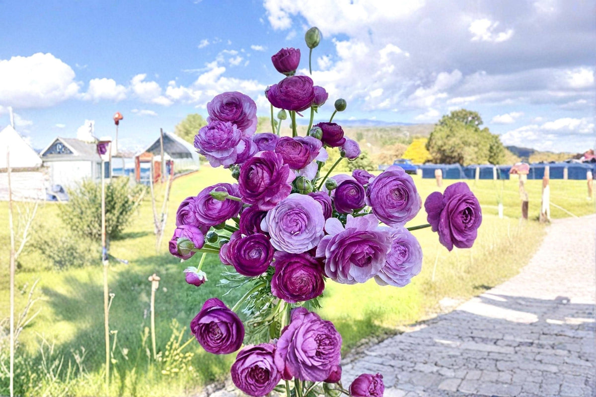 Purple Ranunculus Bulbs – Double Purple Flowering Bulbs for Garden, Borders & Containers – Ranunculus asiaticus