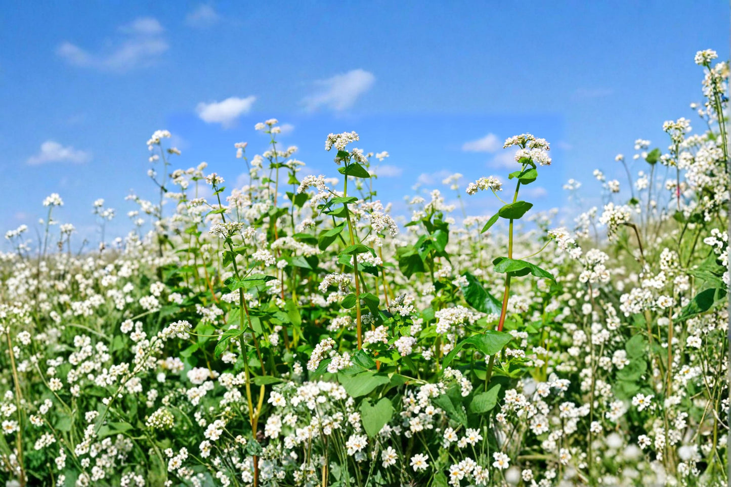 Buckwheat Seed – Cover Crop & Pollinator Plant – Fagopyrum esculentum – White Flowers, Grain & Soil Builder