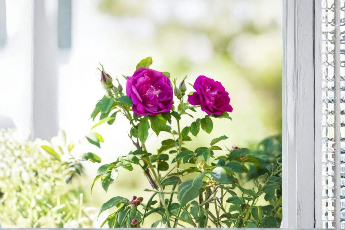 Rugosa Rose Seedling – Rosa rugosa – Hardy Pink Flowering Shrub for Landscaping and Borders