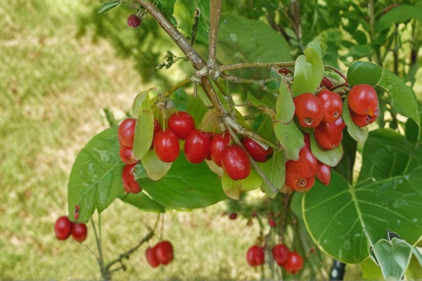 Cornelian Cherry Tree Seeds – Cornus mas Heirloom Fruit & Ornamental Tree, Red Fruits, Yellow Flowers, Garden Planting