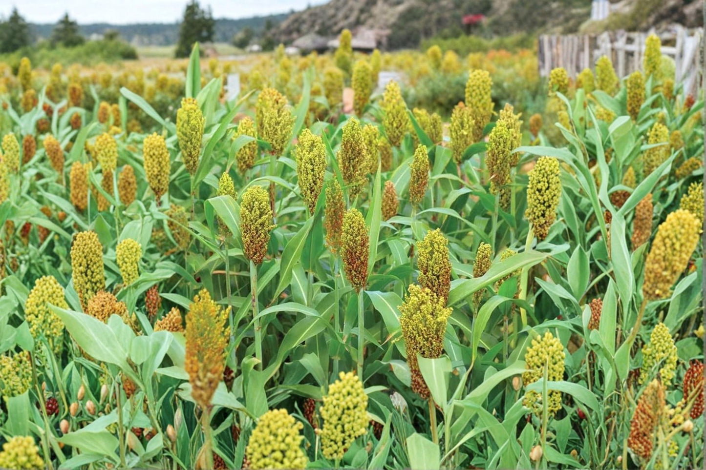 Wild Game Sorghum Seeds for Planting – Grain Crop, Milo, Sorghum bicolor, Wildlife Food Plot Seed