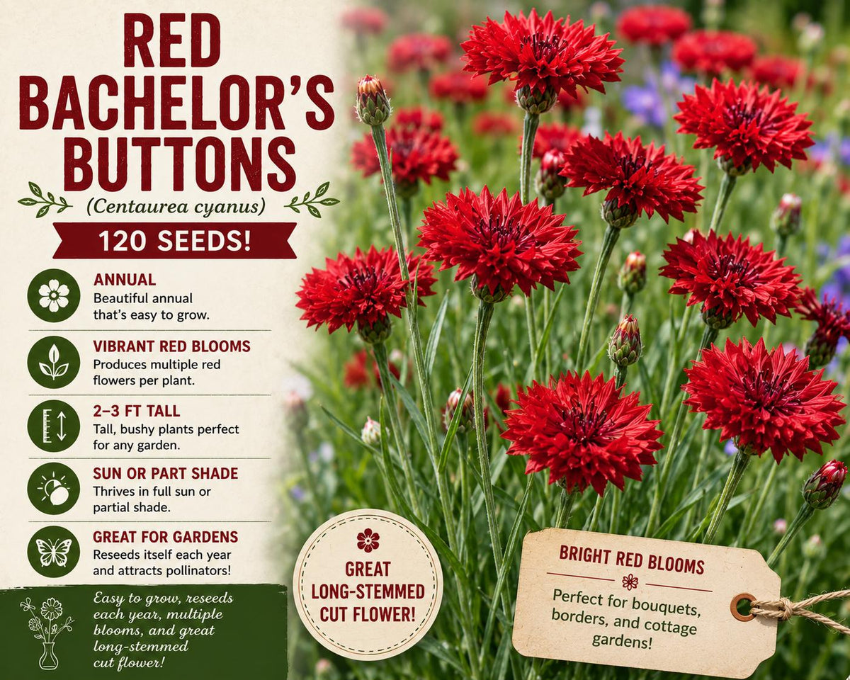Red Bachelor's Buttons Seeds – Centaurea cyanus Annual Flower, Red Cornflower, Vibrant Red Blooms, Easy to Grow, Garden, Cut Flower