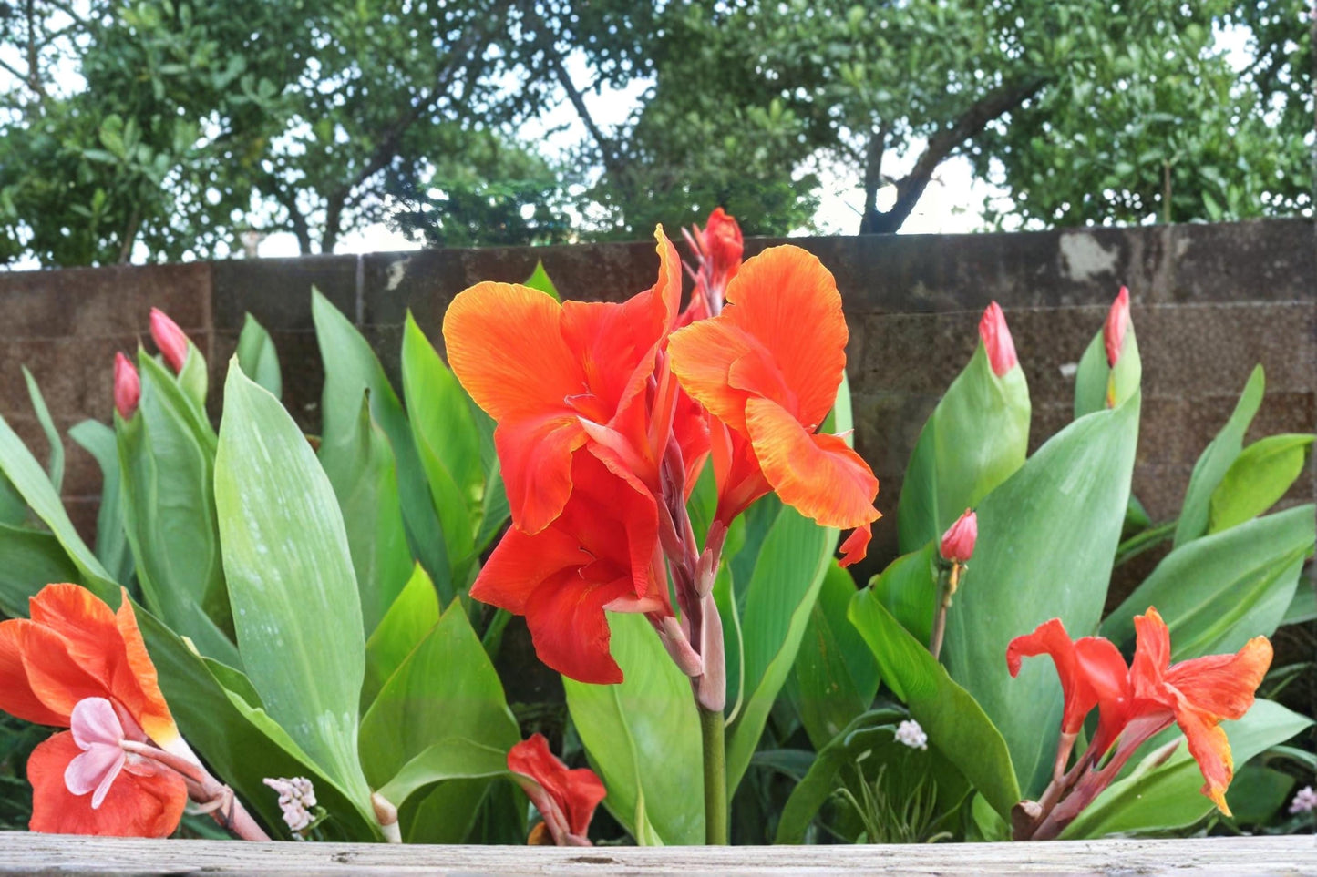 Canna Lily Bulb – The President Red Flower Tropical Ornamental Garden Plant Canna indica