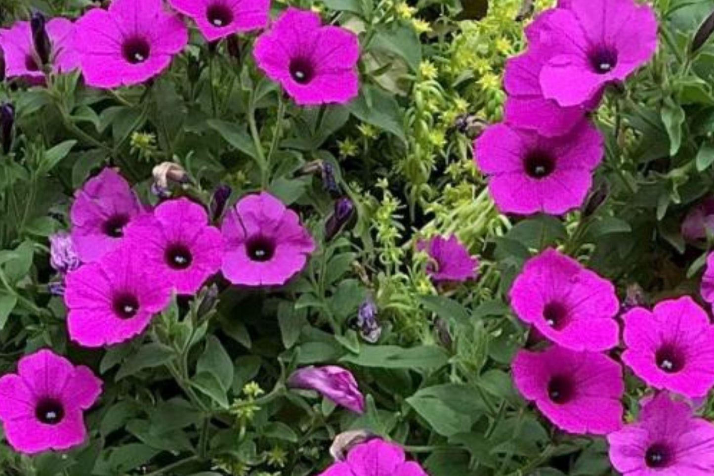 Wild Petunia Seeds – Purple Fragrant Flower, Ruellia humilis, Annual Garden Flower for Borders & Pollinator Gardens
