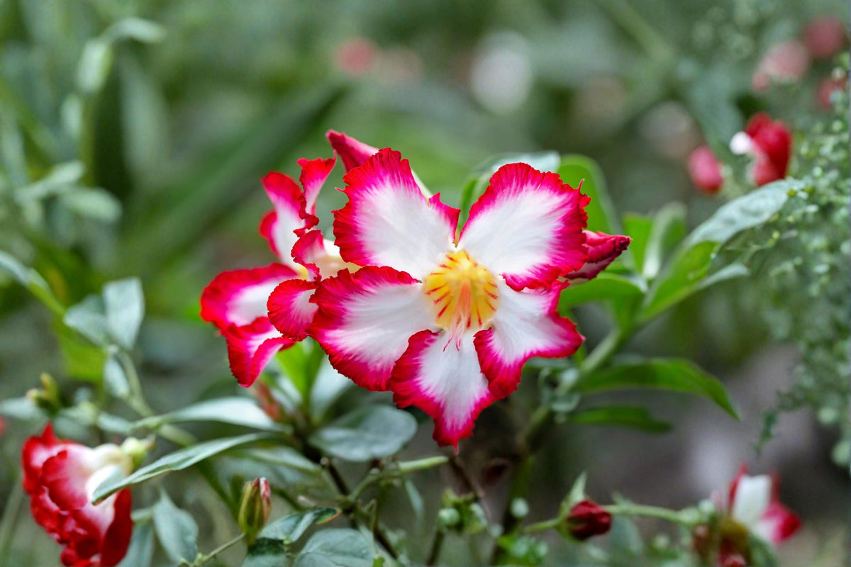 Mixed Color Desert Rose Seeds – Adenium obesum Succulent Flowering Seeds for Container & Bonsai Collection