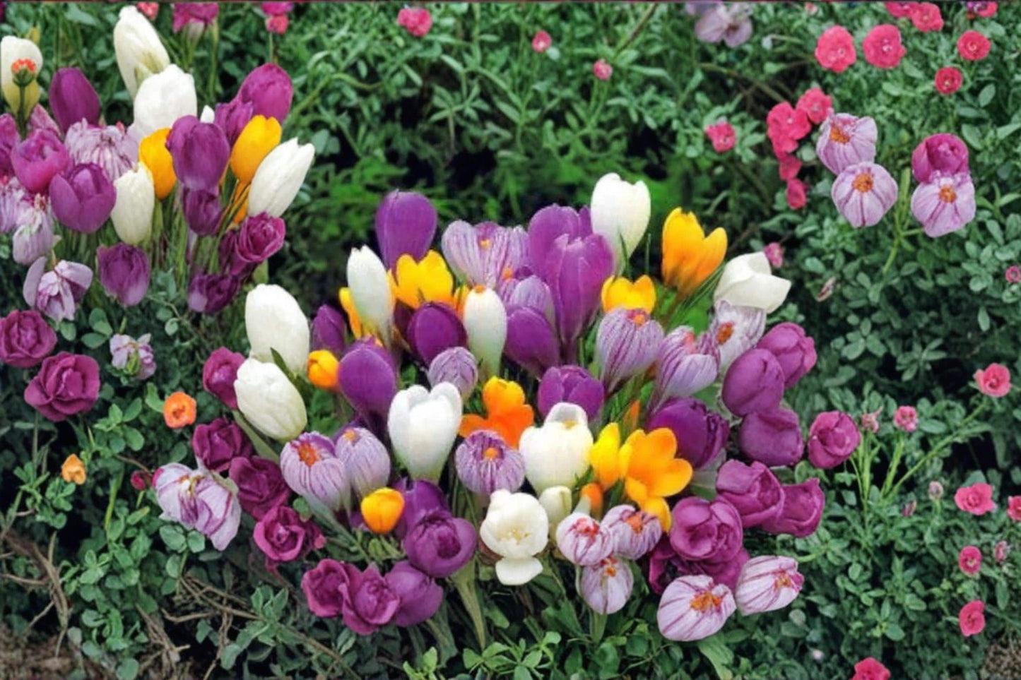 Large Crocus Mix Bulbs – 20 Colorful Flowering Bulbs for Fall Planting, Garden Beds, Borders & Containers, Crocus spp.