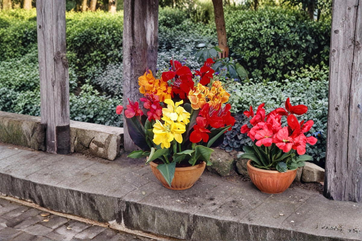 Mixed Canna Lily Bulb – Assorted Tropical Flowering Bulb for Garden, Border & Container Planting – Canna spp.