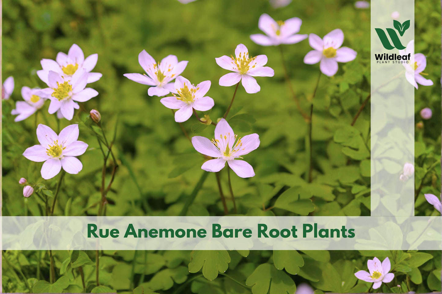 3 Rue Anemone Bare Root Plants | Woodland Perennial | Anemonella thalictroides Native Shade Garden Flowers