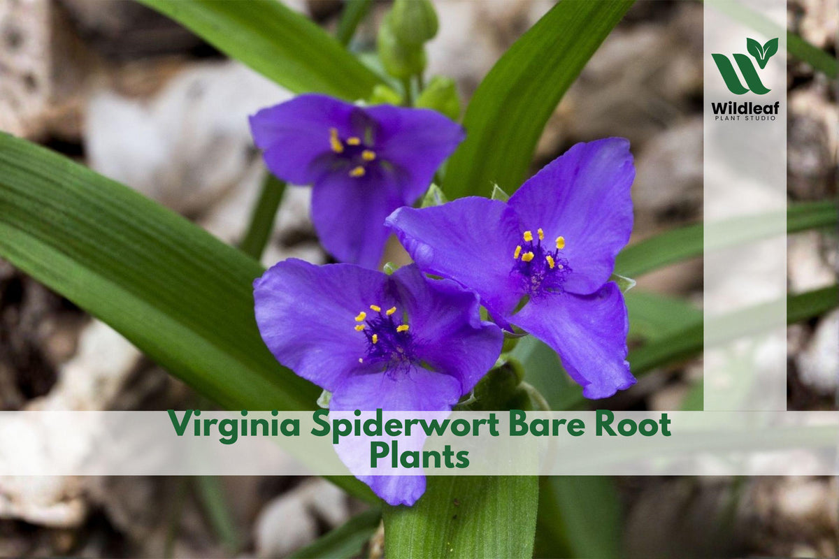 Virginia Spiderwort Bare Root Plants | Native Perennial | Blue Purple Flowers | Tradescantia virginiana | 5 Plants