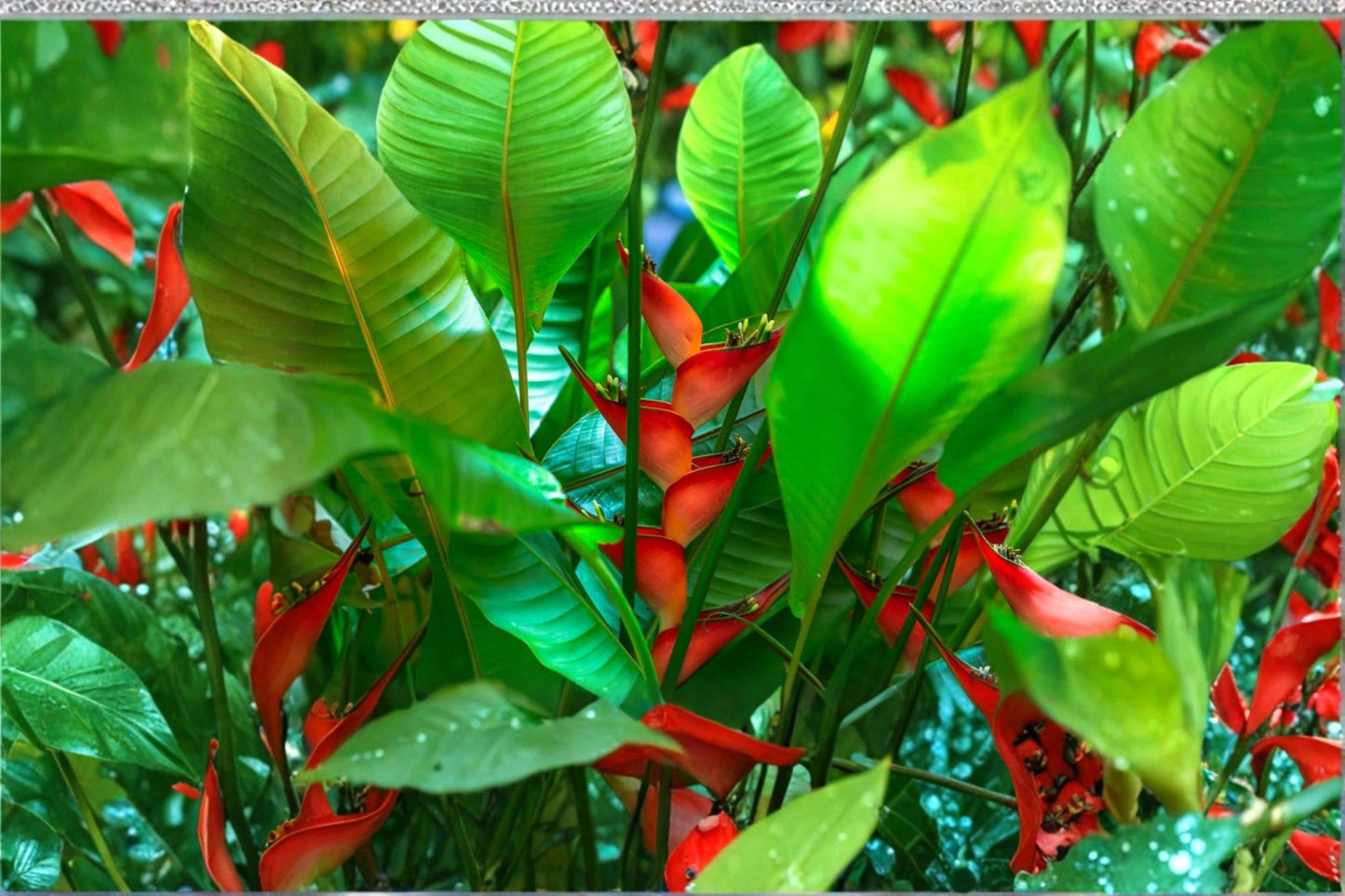Heliconia champneana Seeds – Tropical Ornamental Plant with Bright Bracts, Banana Relative, Garden and Landscape Growing
