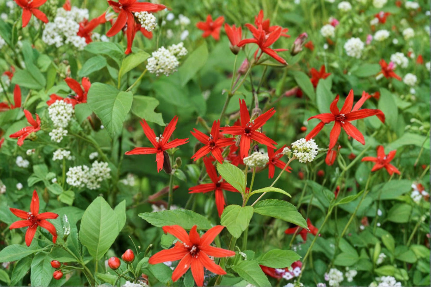 Fire Pink Wildflower Seeds – Silene virginica Native Perennial Red Flower Seeds for Gardens & Landscapes