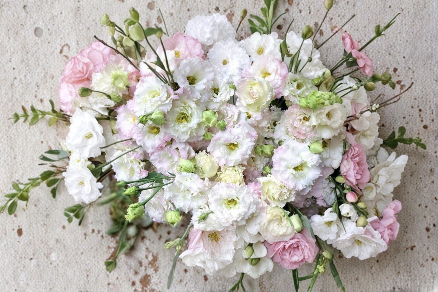 First Love Lisianthus Seeds – Pelleted Eustoma grandiflorum Ornamental Flower Seeds for Garden, Container, and Cut Flowers