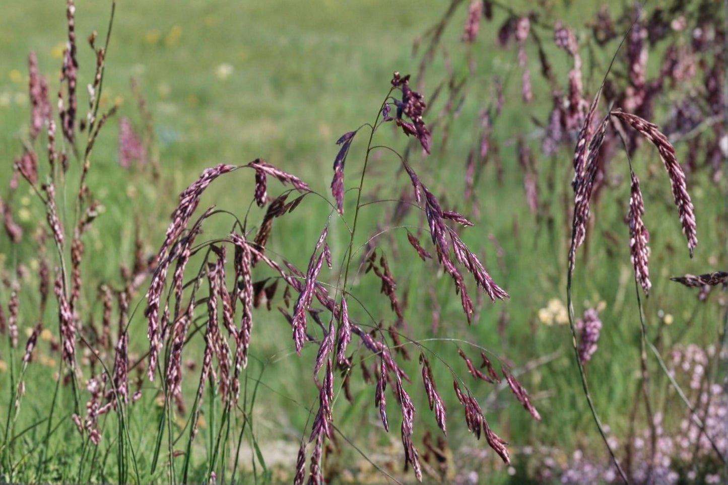 Purpletop Tridens Grass Seeds – Ornamental Perennial Grass for Native Prairie Gardens, Tridens flavus