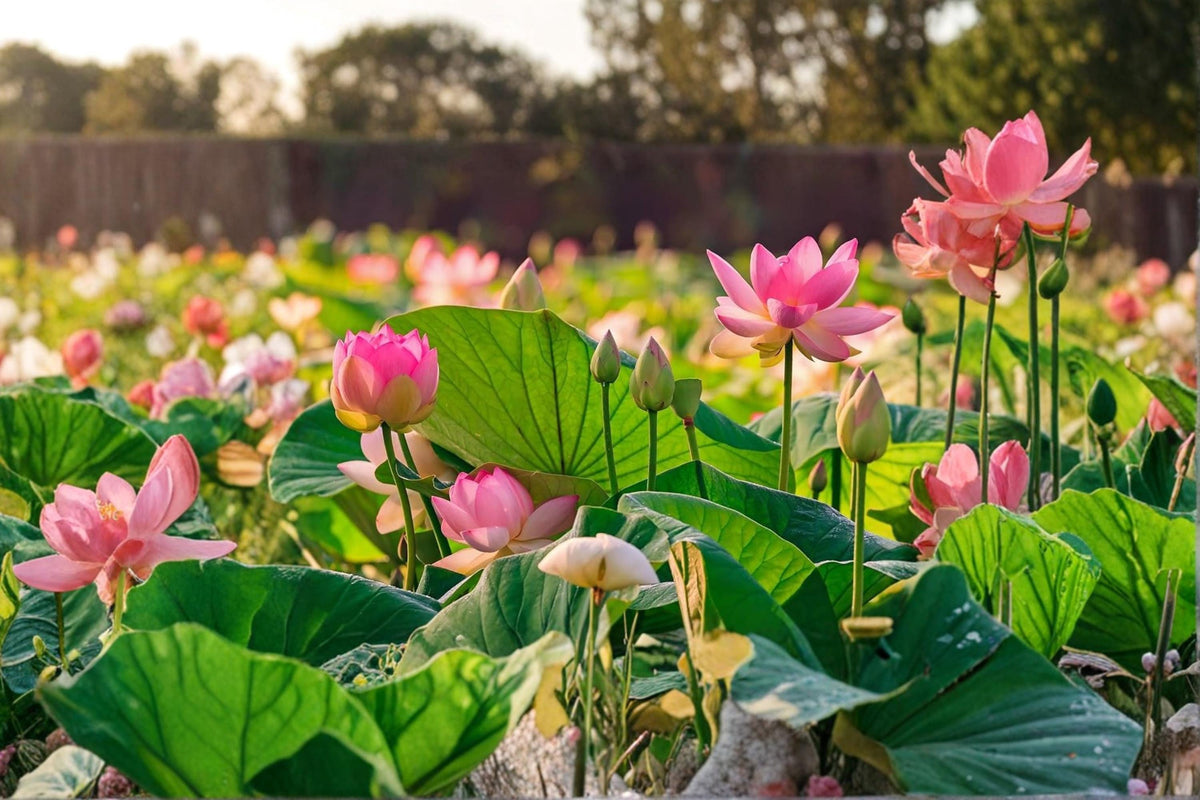 Bonsai Lotus Seeds – Nelumbo nucifera Aquatic Perennial Flowering Seeds for Water Gardens and Ponds