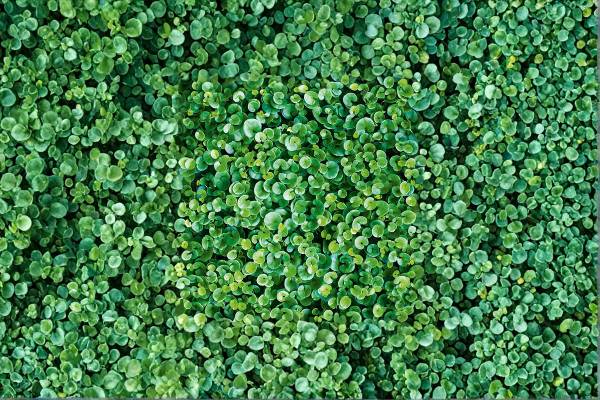 Dichondra Ground Cover Seeds – 100 Pack, Lawn Alternative, Perennial, Green Foliage, Dense Spreading, Landscape Planting