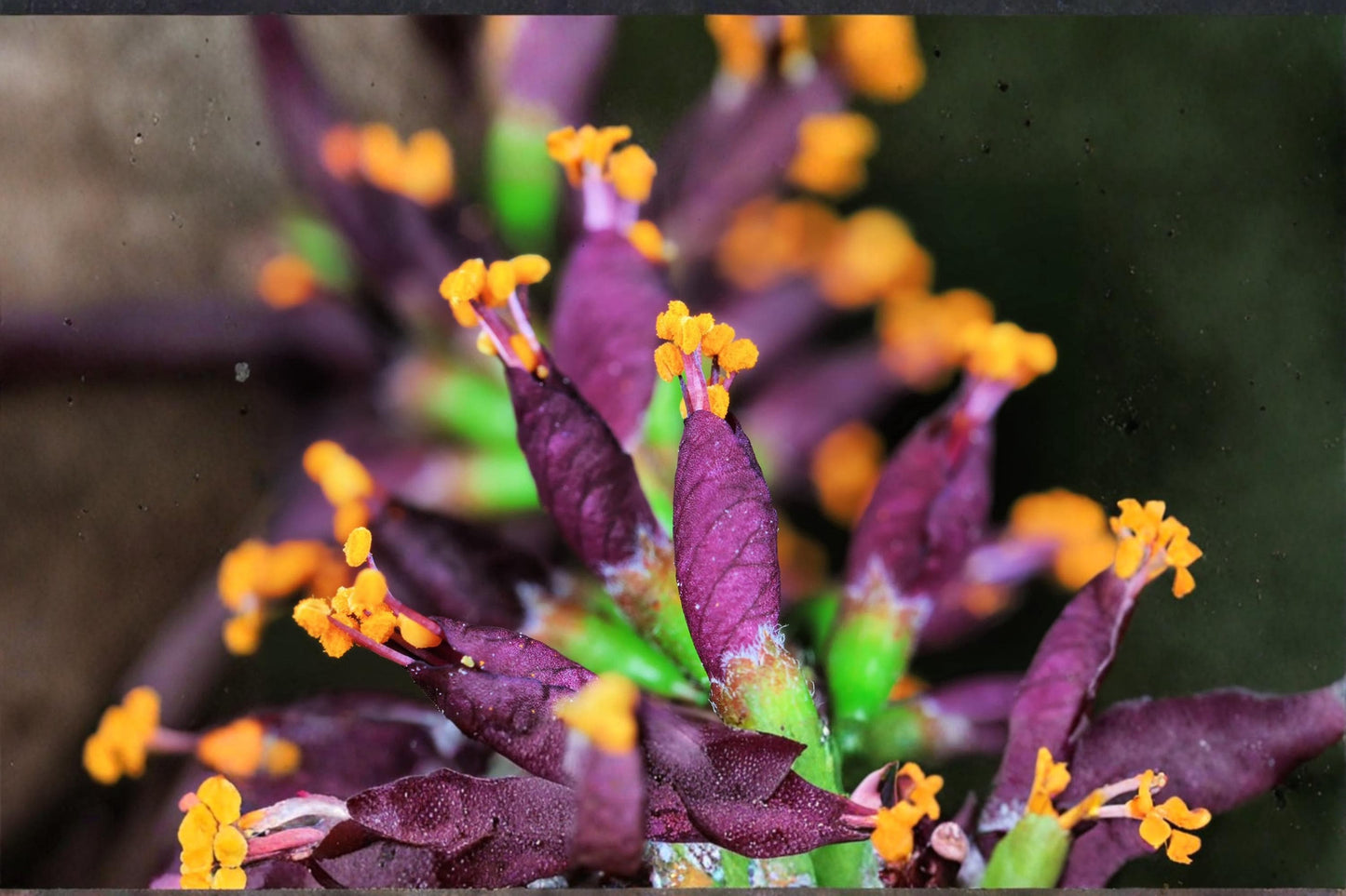 False Indigo Bush Seeds – Amorpha fruticosa Native Shrub with Purple Flowers, Ornamental Wildlife Plant, 100 Seeds