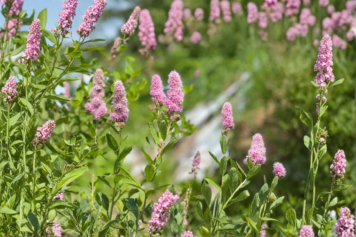Steeple Bush Seeds 100 Pack | Spiraea tomentosa Pink Flowering Shrub for Garden, Wildflower, Pollinator-Friendly Landscaping