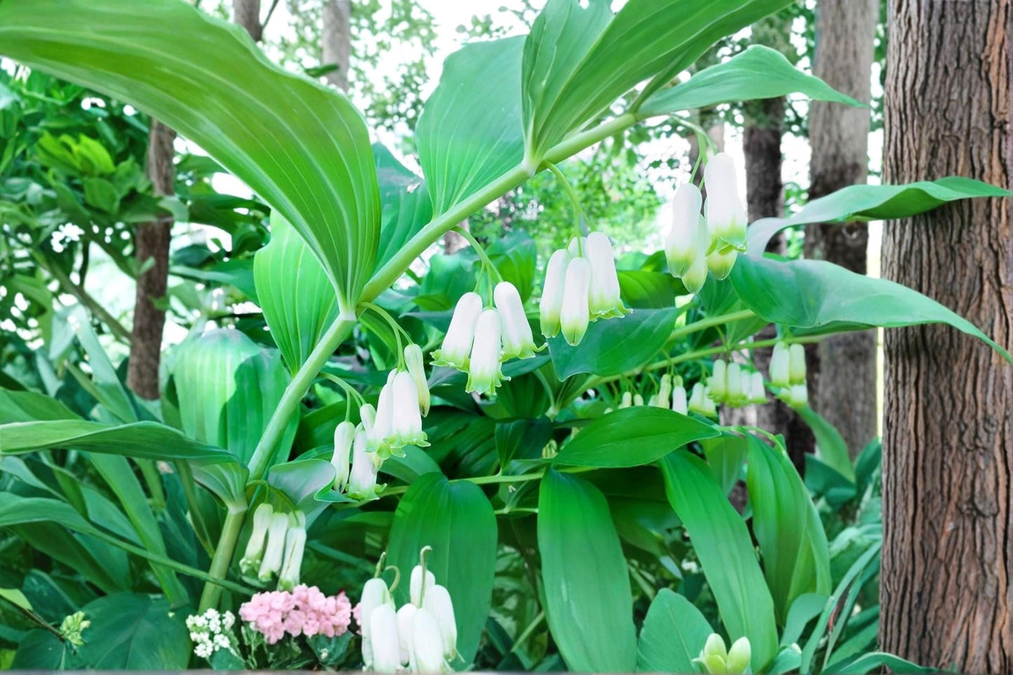 Great Solomon's Seal Seeds – Polygonatum biflorum Perennial Shade Garden Seeds for Woodland and Naturalized Landscapes