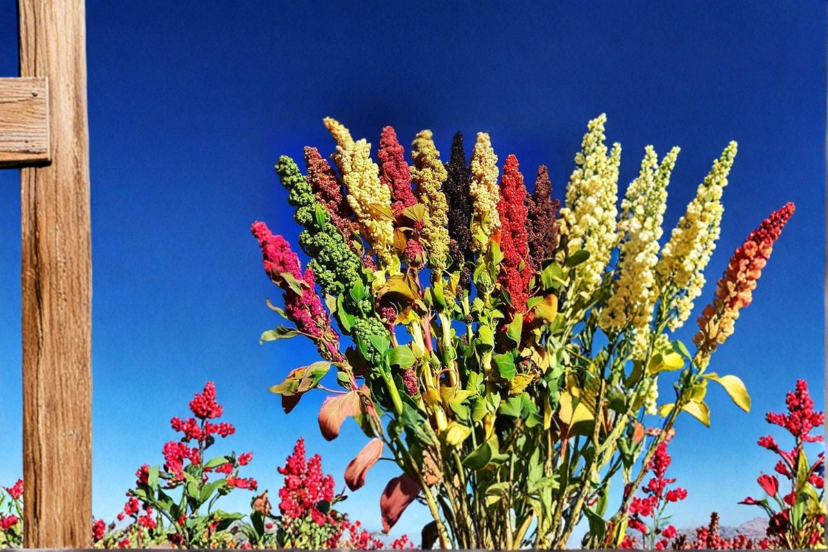 Brightest Rainbow Quinoa Seeds 500 | Colorful Heirloom Grain Crop Chenopodium quinoa for Planting