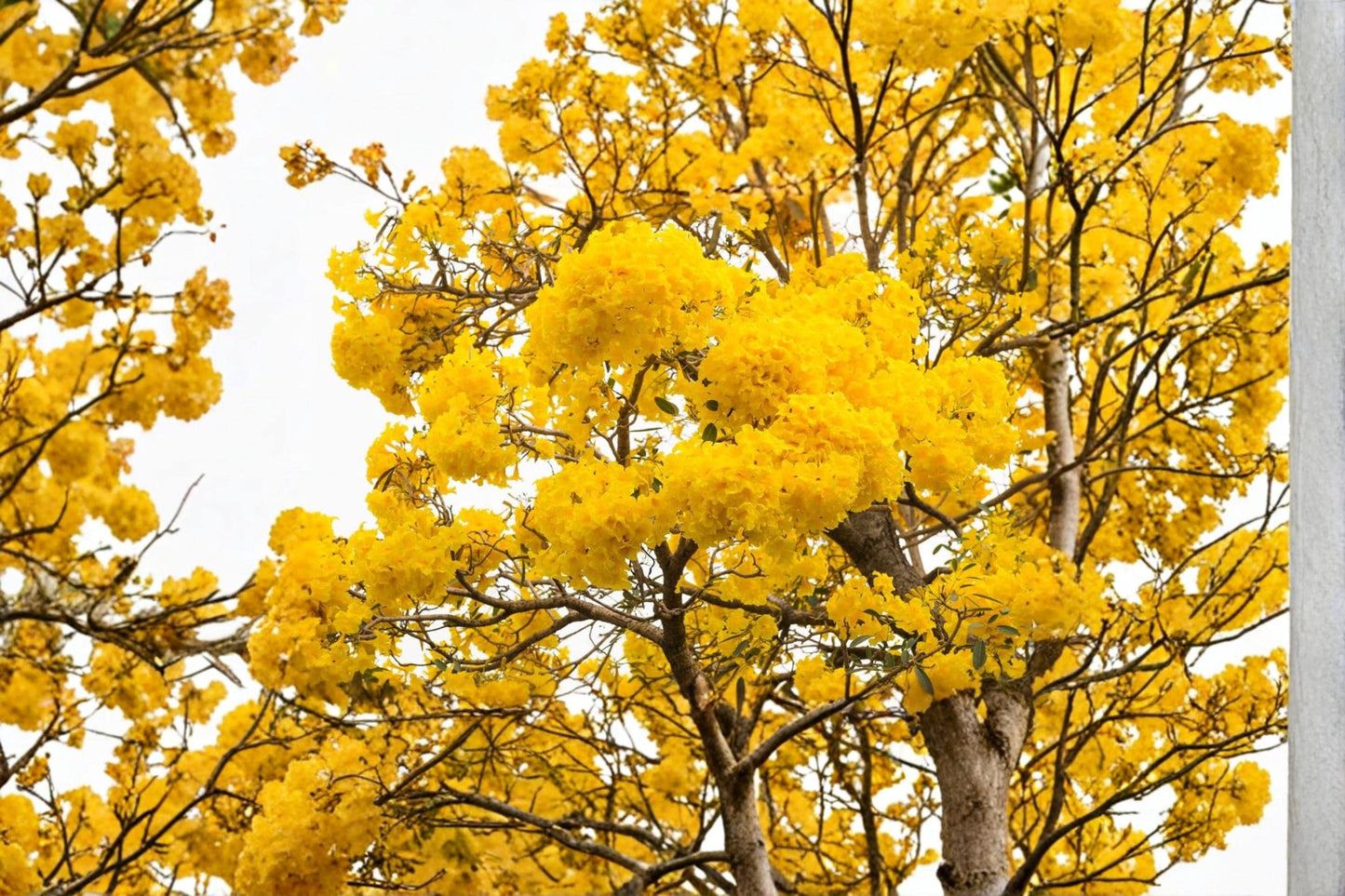 Golden Trumpet Tree Seeds – Handroanthus chrysanthus Flowering Ornamental Tree for Landscaping