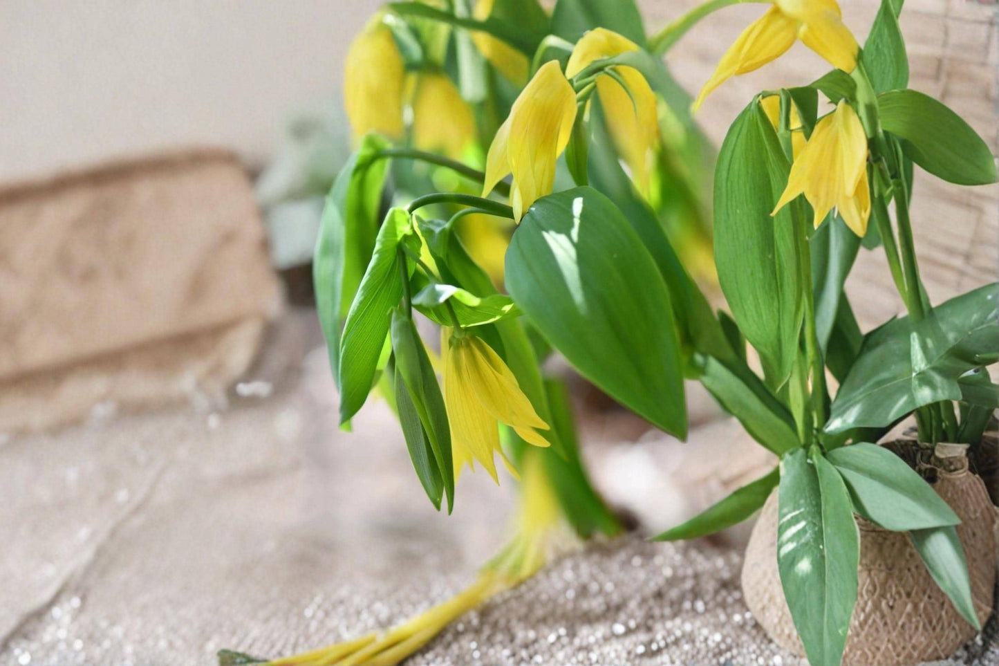 Bellwort Seeds – Uvularia grandiflora Native Woodland Perennial with Yellow Bell-Shaped Blooms