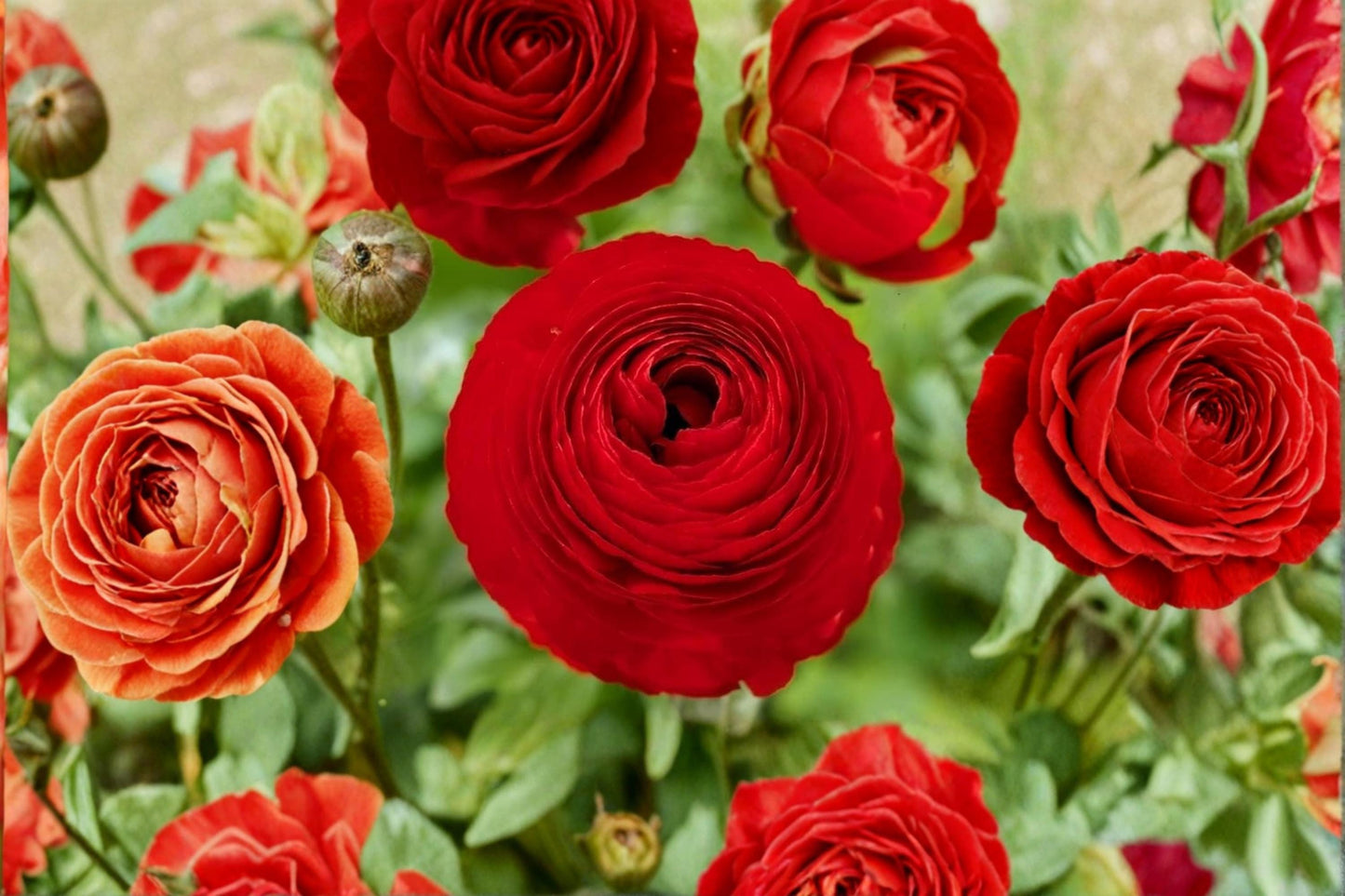 Red Ranunculus Bulbs – Ranunculus asiaticus – Vibrant Red Flowering Bulbs for Garden Beds & Containers