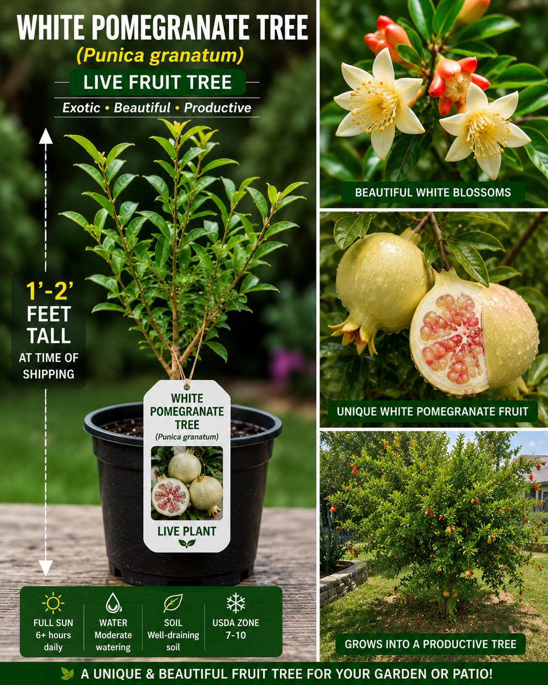 White Pomegranate Tree Live Plant – 1-2 Feet, Fruit-Bearing Punica granatum Starter Tree for Garden & Container Growing