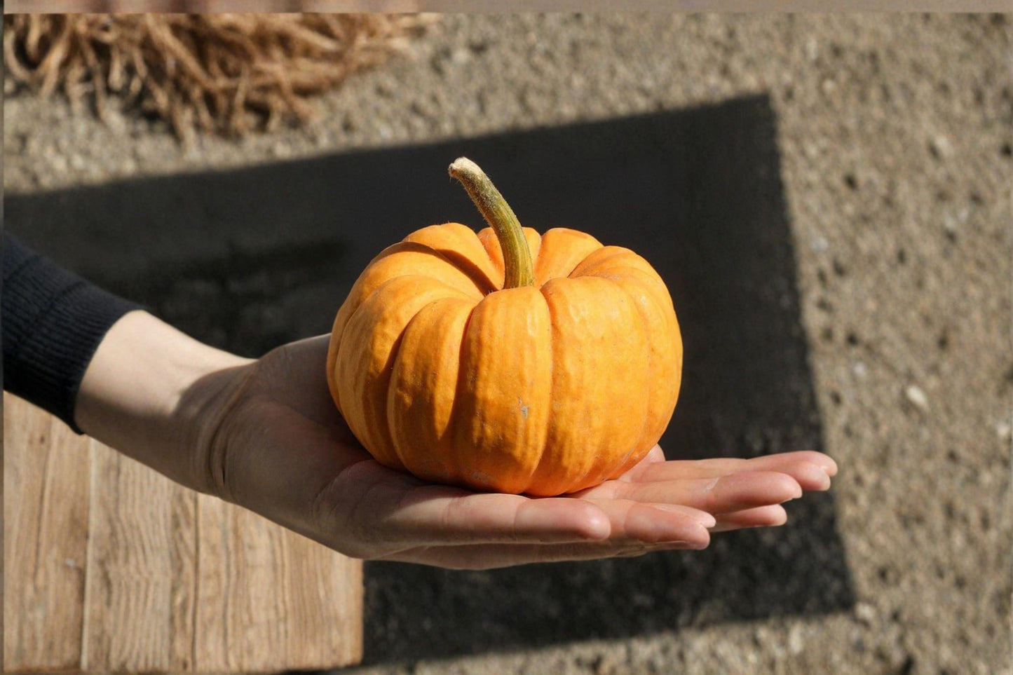 Warty Gnome Mini Pumpkin Seeds – Ornamental Cucurbita pepo for Fall Decor, 10 Seeds