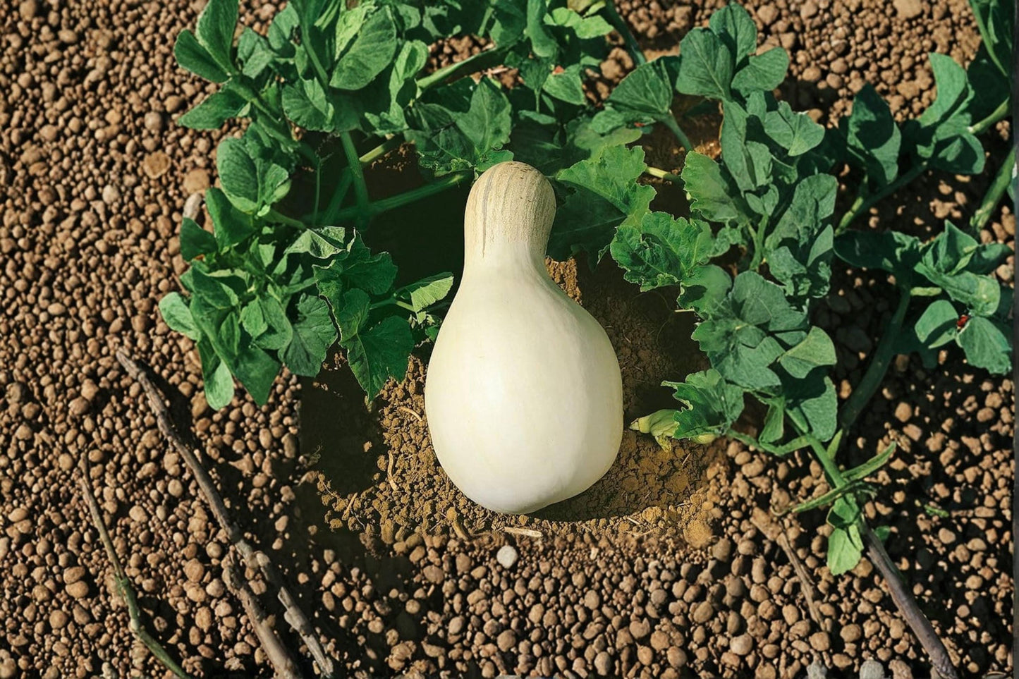 White Cushaw Gourd Seeds – 20 Seeds for Planting, Heirloom Cucurbita argyrosperma, Vine Crop, White Squash, Vegetable Garden