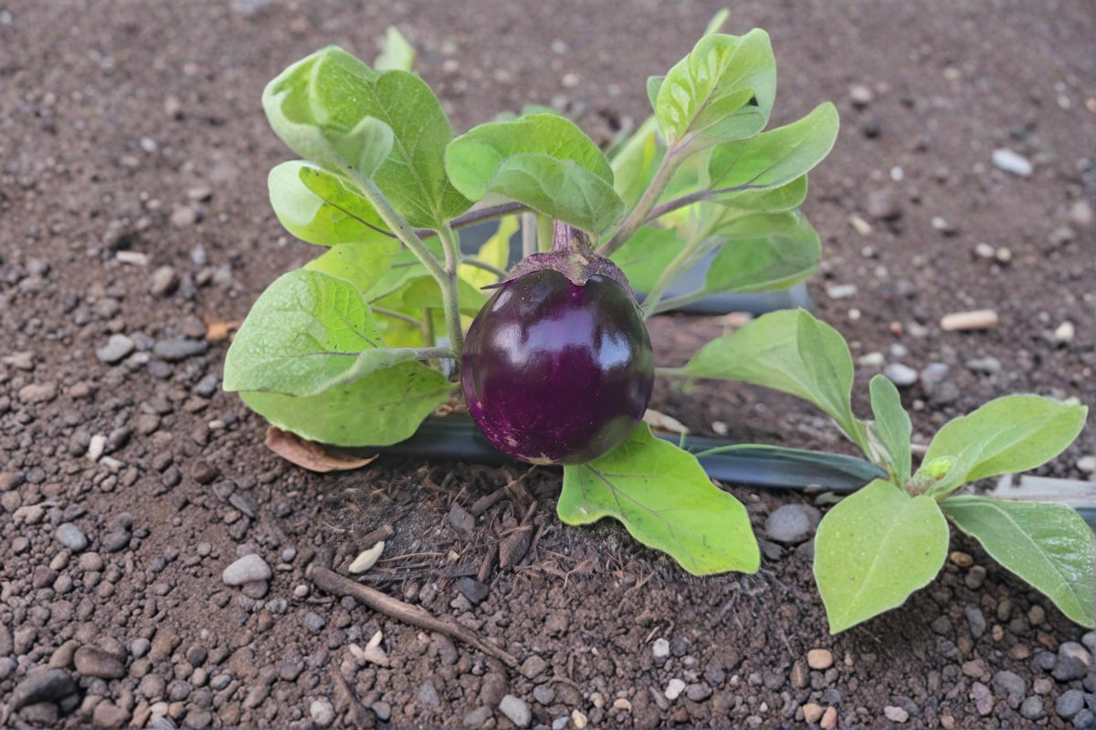 Barbarella Eggplant Seeds – 50 Non-GMO Solanum melongena Vegetable Seeds for Container & Garden Planting
