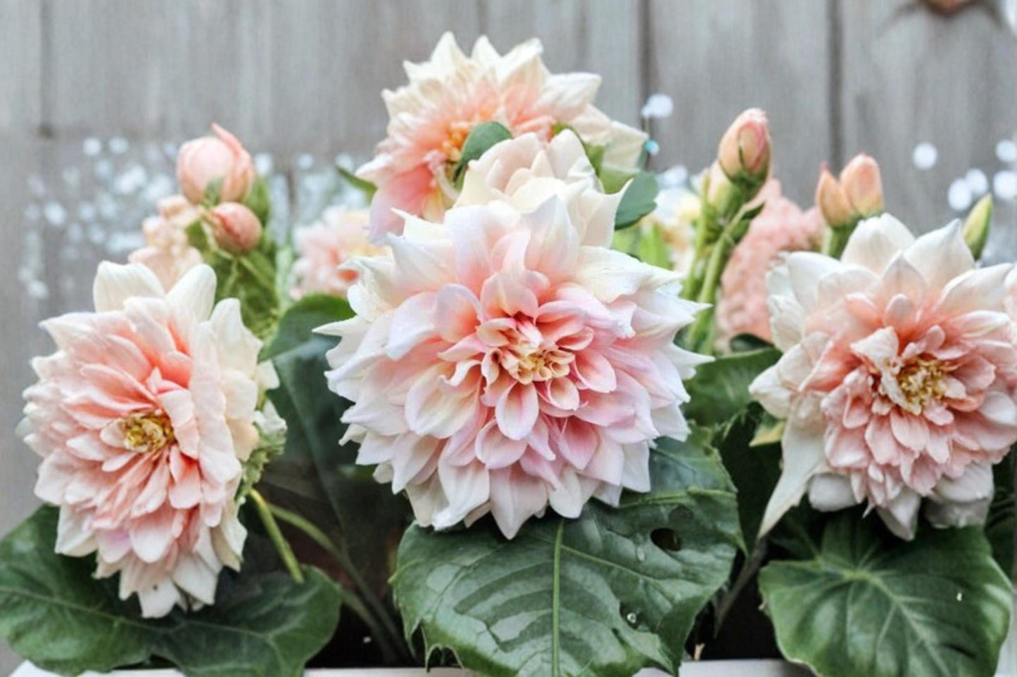 Giant Dinnerplate Dahlia Seeds – Mixed Color Dahlia pinnata Flower Seeds for Borders, Containers & Garden Beds