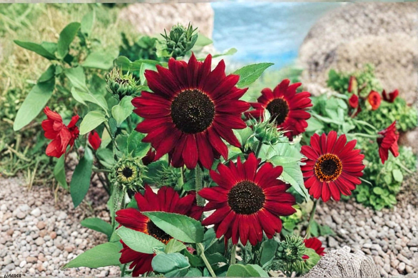 Red Sun Sunflower Seeds – 50 Seeds for Planting, Helianthus annuus Ornamental Garden Flower, Red-Toned Blooms, Full Sun, Pollinator-Friendly