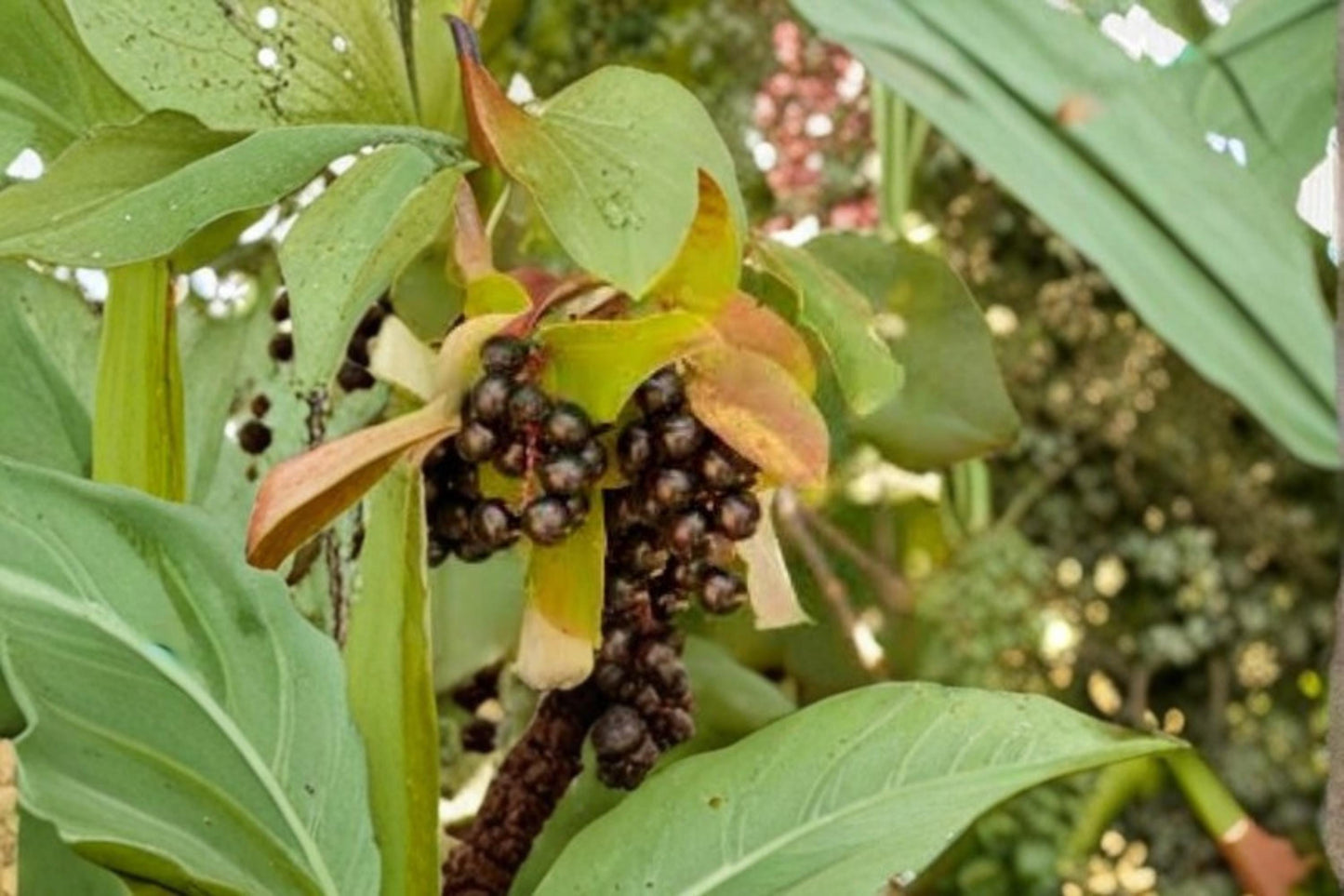 Shubert Chokecherry Seeds – Prunus virginiana Ornamental Tree with Purple Foliage, Landscape and Privacy Screen Seeds