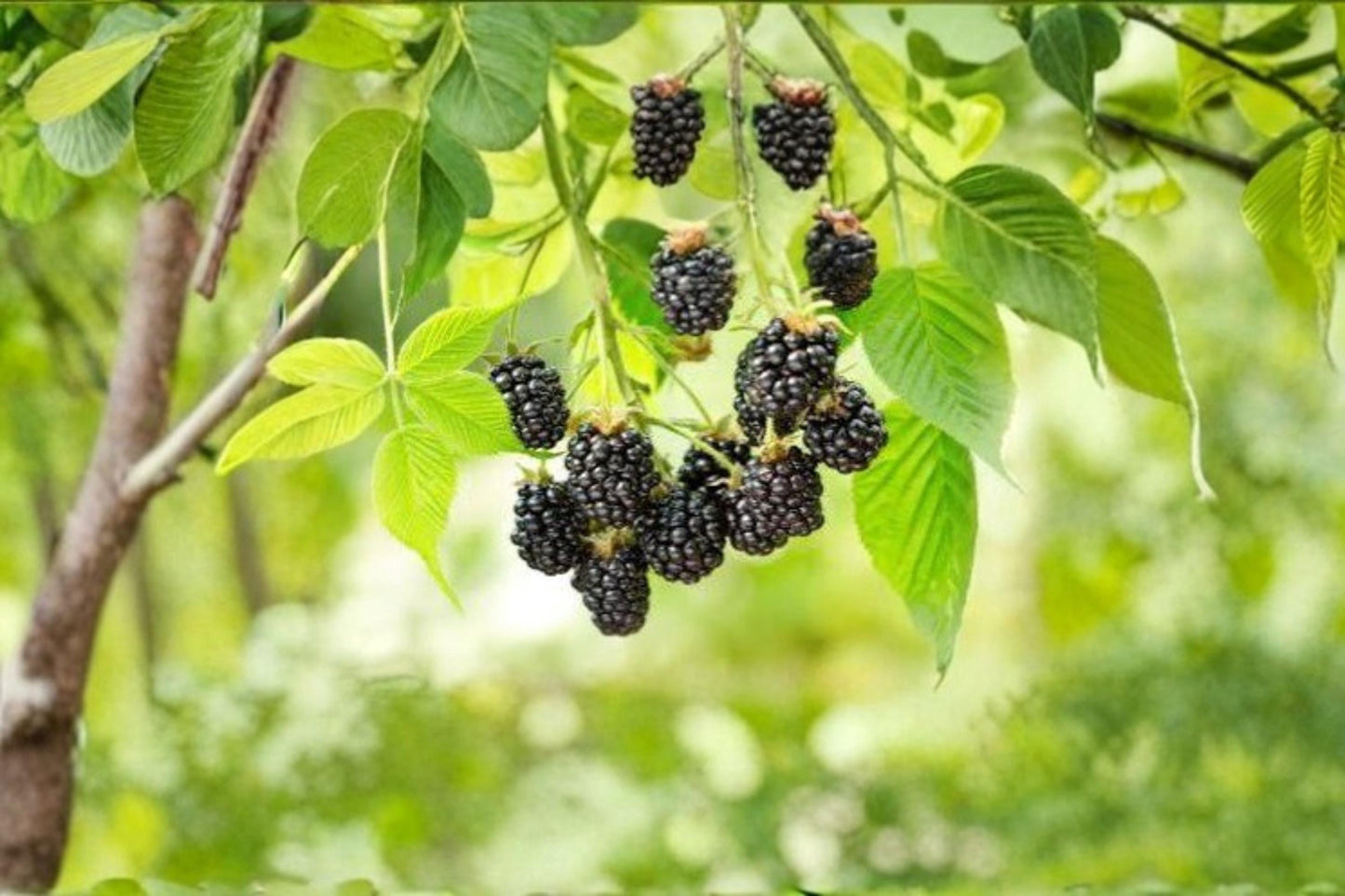 Wild Blackberry Seeds – Non-GMO Rubus spp. Berry Seeds for Planting, USA Grown, Edible Garden, Fruit Garden, Perennial