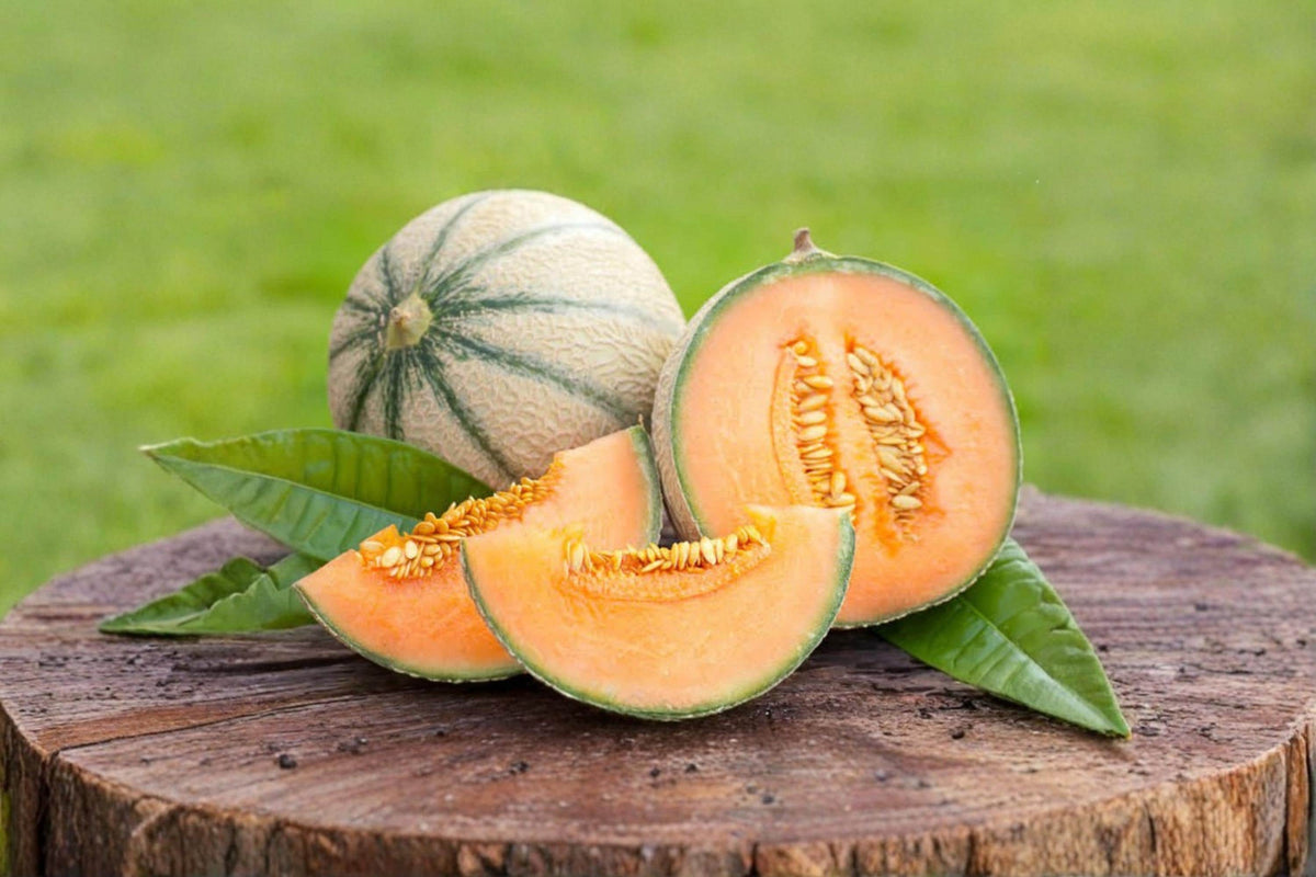 Melonade Cantaloupe Seeds – Cucumis melo Fruit Seeds for Planting – Sweet Garden Melon Variety