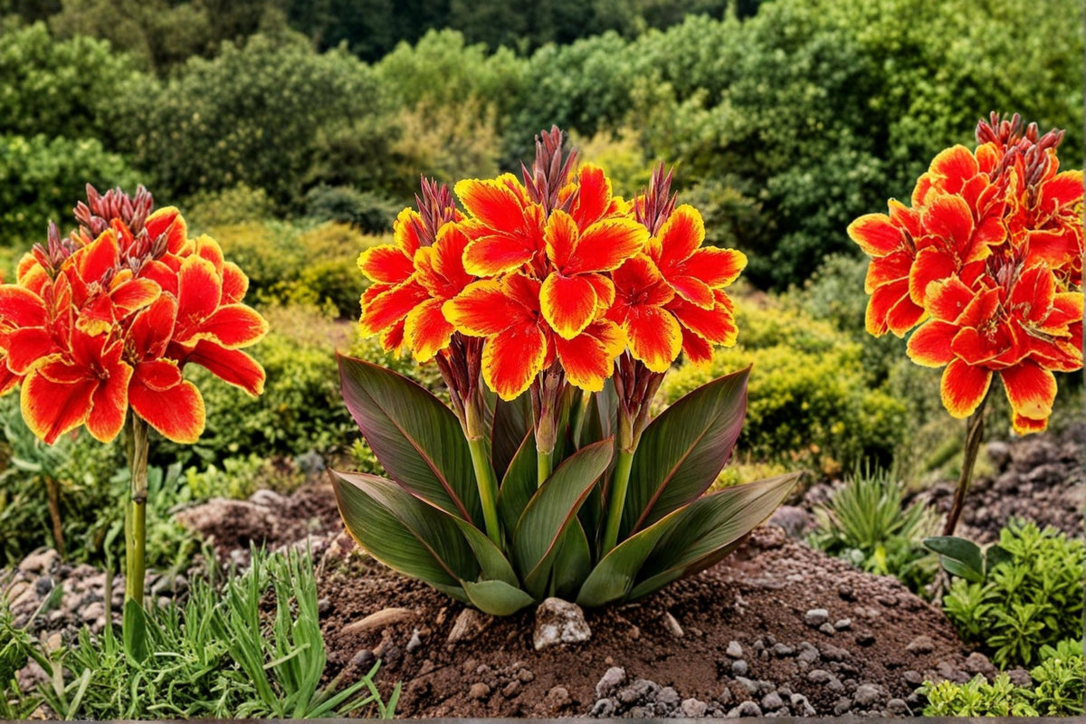 Golden Lucifer Canna Lily Bulb – Canna indica Ornamental Flowering Bulb for Garden, Landscape, Container Planting
