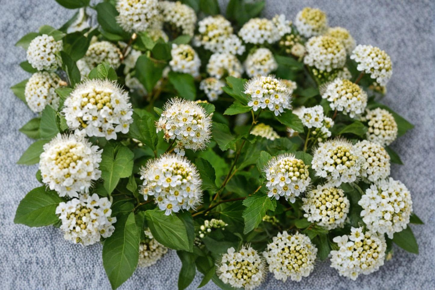 Prairie Ninebark Seeds – Physocarpus opulifolius Native Ornamental Shrub for Landscaping & Garden Planting
