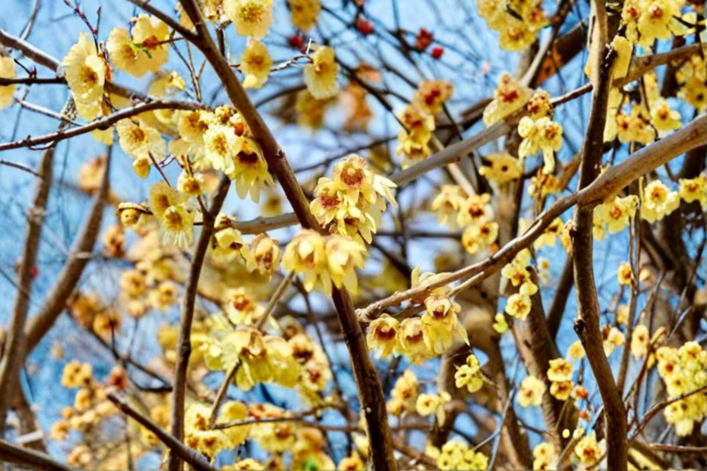 Wintersweet Seeds – Chimonanthus praecox Flowering Shrub for Bonsai & Garden Planting, Fragrant Yellow Flowers, 10 Seeds