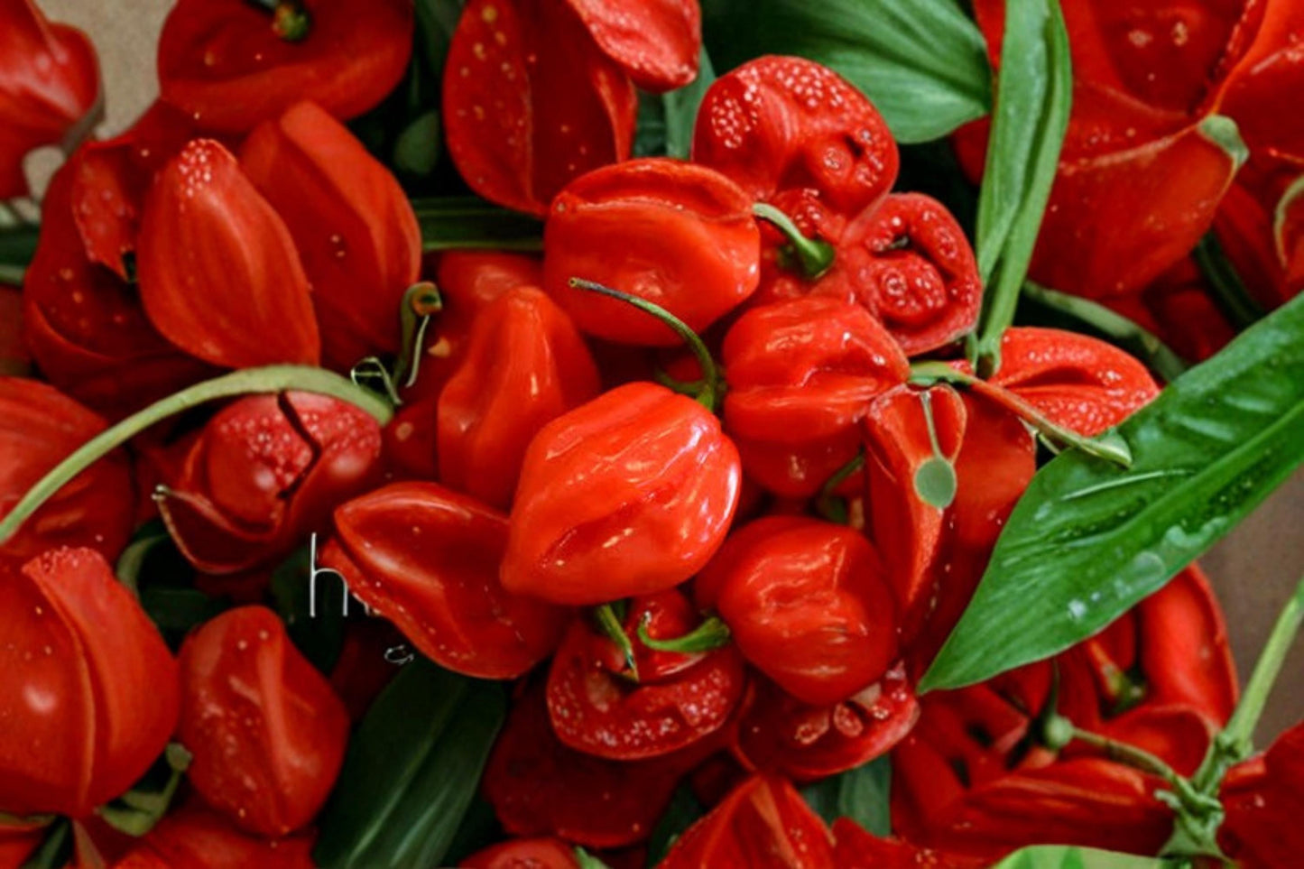 Sweet Bonnet Pepper Seeds – Capsicum chinense Heirloom Hot Pepper Plant Pack of 10