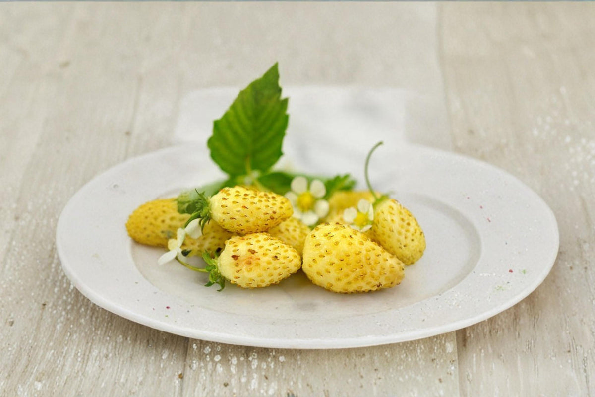 Yellow Alpine Strawberry Seeds – Fragaria vesca, Perennial Fruit Plant, Yellow Berries, Edible Landscape, Container Garden Seeds