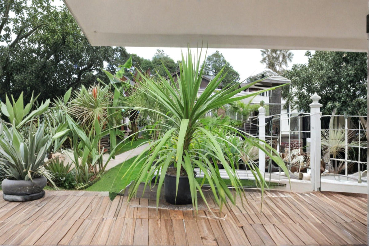 Forest Cabbage Palm Seeds – Cordyline banksii Ornamental Evergreen Tree, Tropical Foliage, Landscape & Container Planting, 30 Seeds