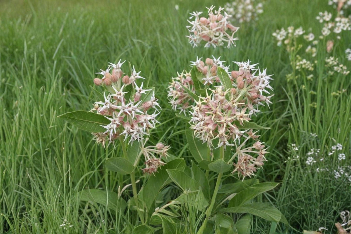 Showy Milkweed Seeds for Planting – 50 Native Asclepias speciosa Wildflower Butterfly Garden Pollinator Seeds