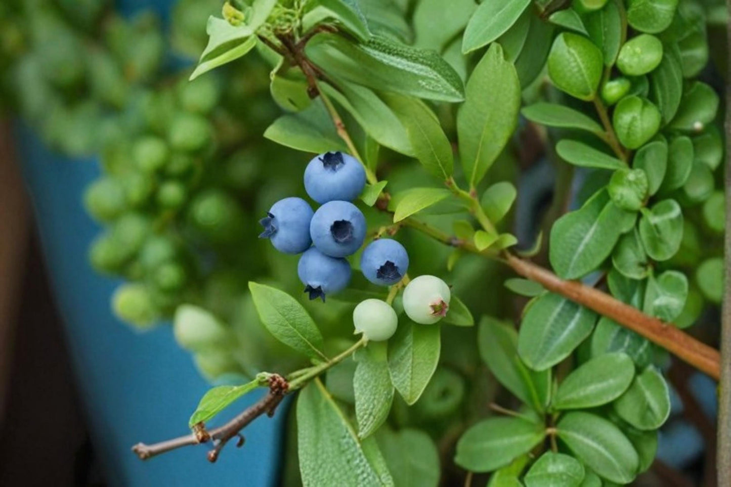 Lowbush Blueberry Seeds 30 Count – Vaccinium angustifolium Fruit Shrub for Edible Gardens and Landscaping