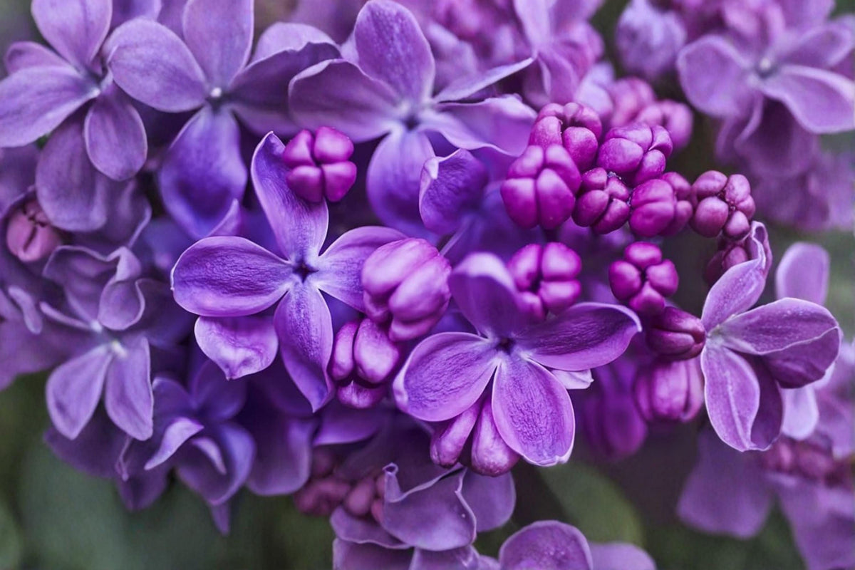 Purple Lilac Seeds – Syringa vulgaris Flowering Shrub for Garden Landscaping, Hedges & Bonsai Projects