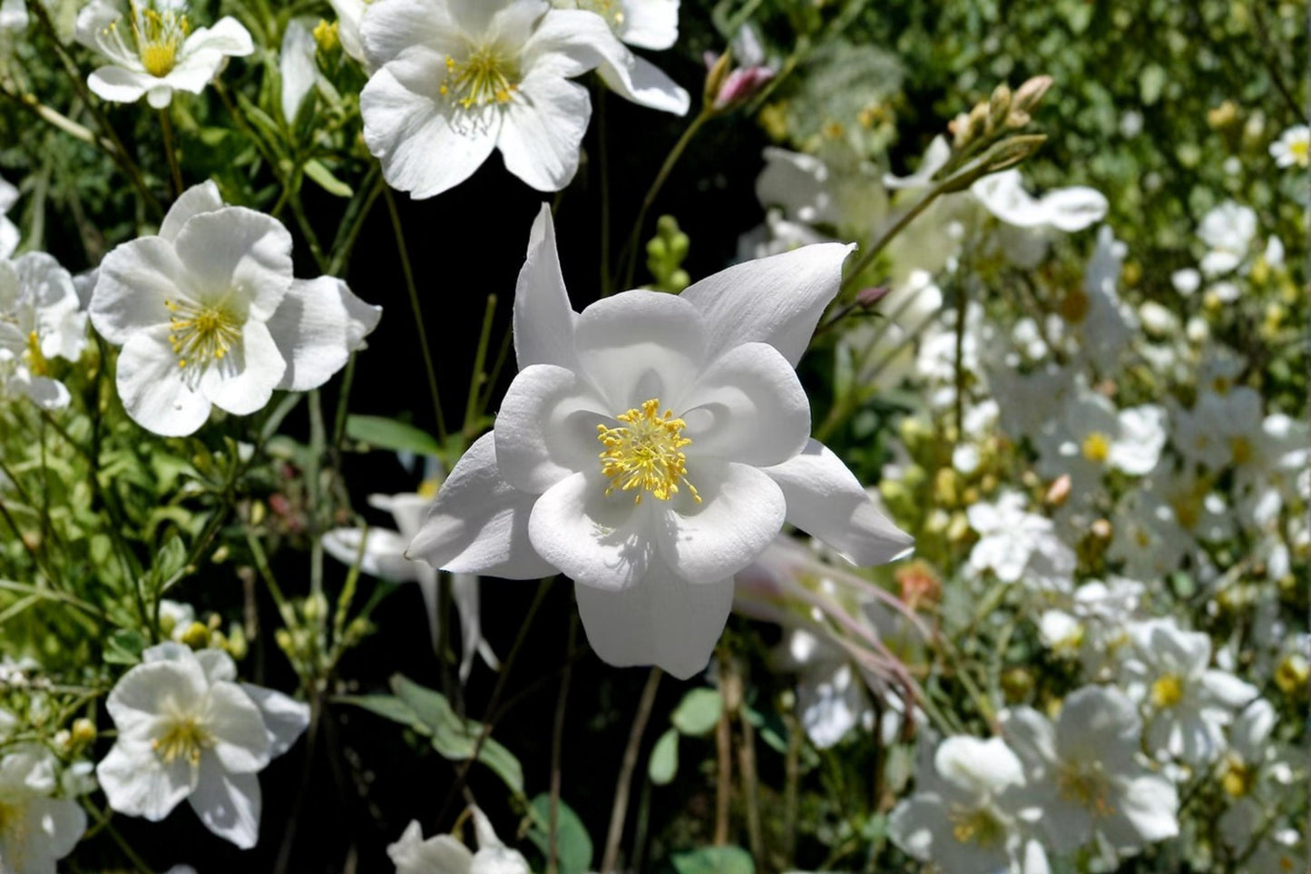 Crystal White Columbine Seeds – Aquilegia spp. Wildflower Seeds for Cottage Gardens, Borders & Landscaping