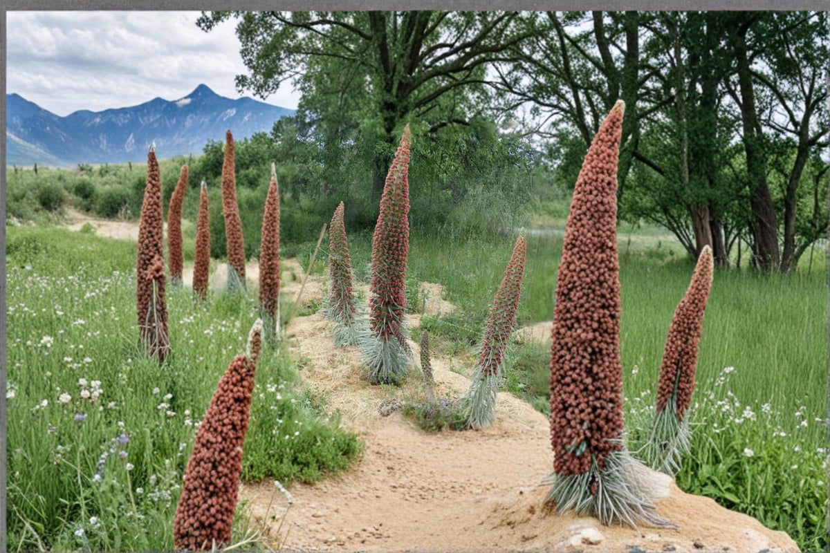 Tower of Jewels Seeds – Echium wildpretii Flowering Biennial for Garden Landscaping and Tall Ornamental Blooms