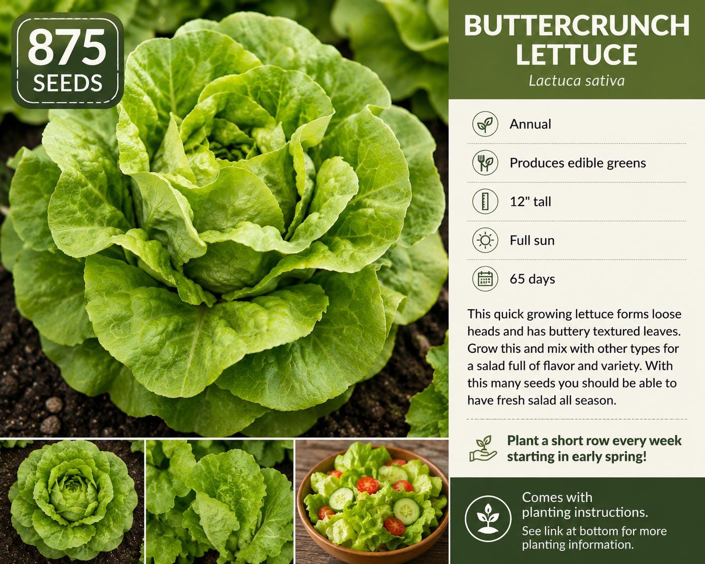 Buttercrunch Lettuce Seeds – Lactuca sativa, Annual Leaf Lettuce for Fresh Green Salads, 875 Seeds