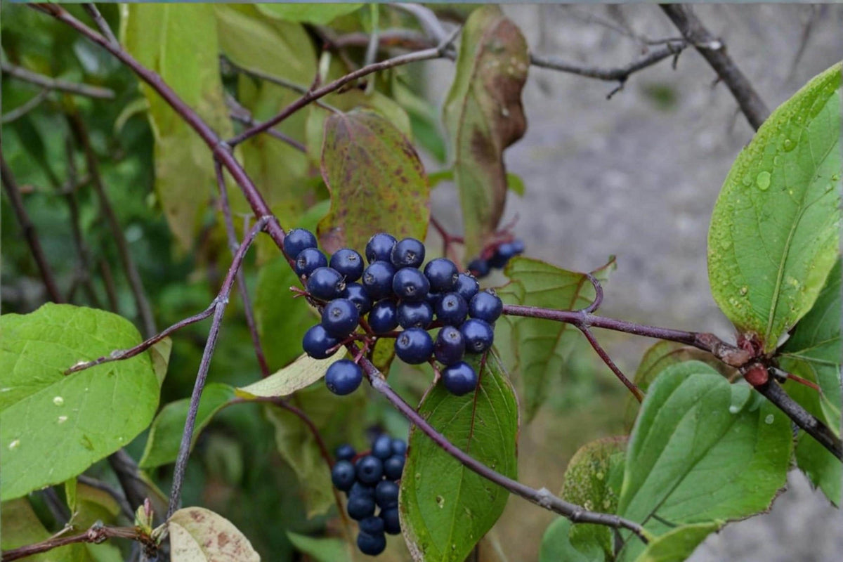 Silky Dogwood Seeds 30 Cornus amomum Native Shrub for Wildlife, Ornamental Berry Producing Plant, Deciduous Garden Seeds